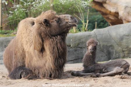 Hagenbeck 11042014 006