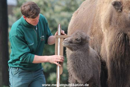 Hagenbeck 11042014 007
