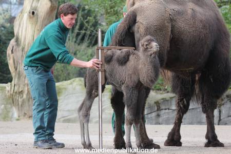 Hagenbeck 11042014 010