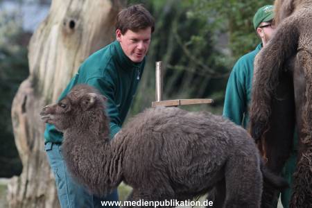 Hagenbeck 11042014 011