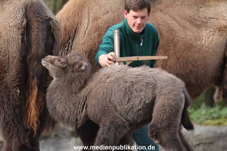 Hagenbeck 11042014 019