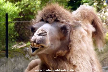 Hagenbeck 17062013 001