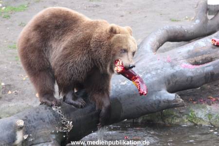 Hagenbeck 05122014 036 036
