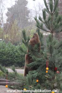 Hagenbeck 05122014 054 054