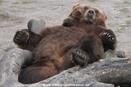Hagenbeck 10032016 046