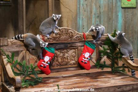 Hagenbeck 04122009 001