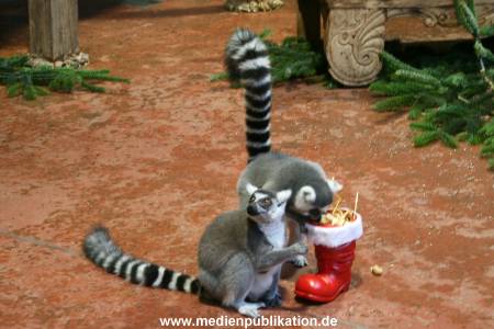 Hagenbeck 04122009 009