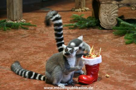 Hagenbeck 04122009 010