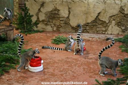 Hagenbeck 04122009 011