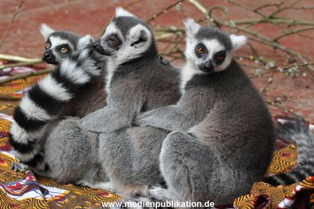 Hagenbeck 09032014 004