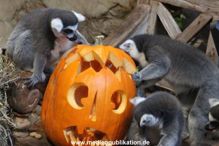 Hagenbeck 26102012 007