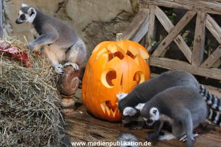 Hagenbeck 26102012 009
