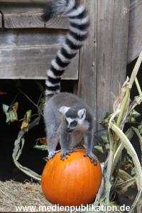 Hagenbeck 26102012 013