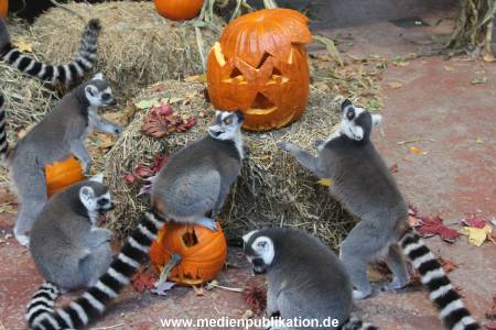 Hagenbeck 26102012 016
