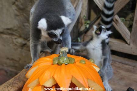 Hagenbeck 26102012 021