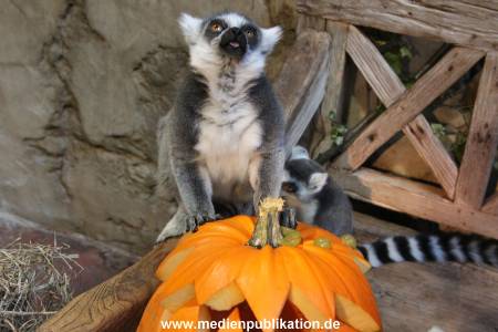 Hagenbeck 26102012 023