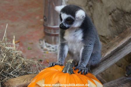Hagenbeck 26102012 025