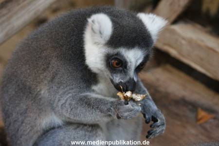 Hagenbeck 26102012 027