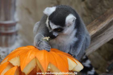 Hagenbeck 26102012 028