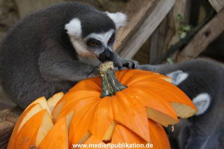 Hagenbeck 26102012 030