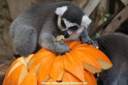 Hagenbeck 26102012 031