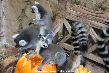 Hagenbeck 26102012 033