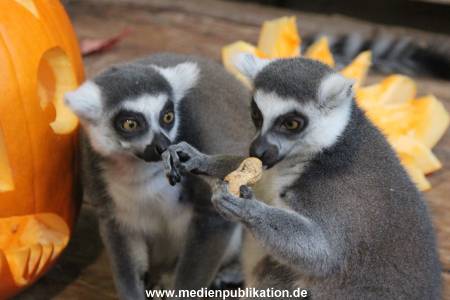Hagenbeck 26102012 034