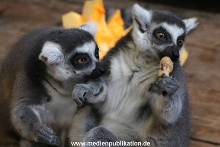 Hagenbeck 26102012 035
