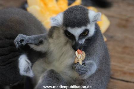 Hagenbeck 26102012 036