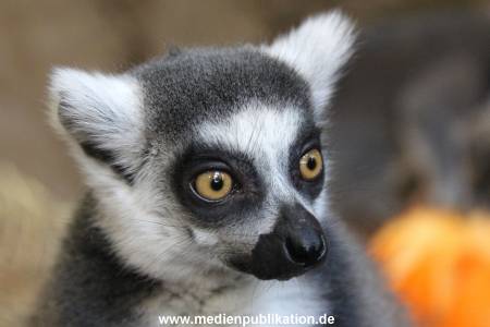 Hagenbeck 26102012 039