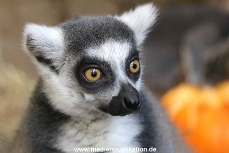 Hagenbeck 26102012 040