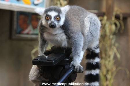 Hagenbeck 26102012 043
