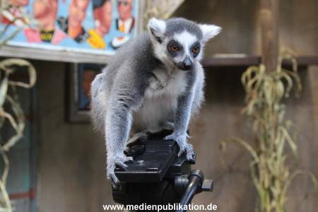 Hagenbeck 26102012 044