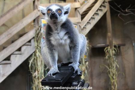 Hagenbeck 26102012 045