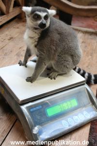 Hagenbeck 29112010 012