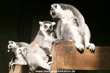 Hagenbeck Archiv 23052009 001