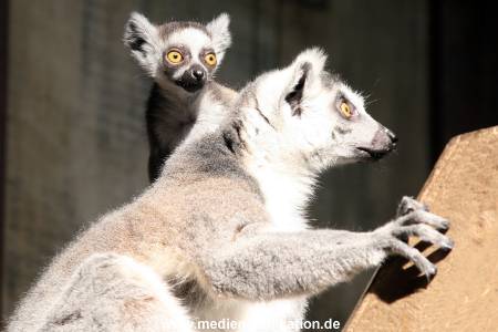 Hagenbeck Archiv 23052009 003