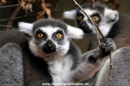 Hagenbeck Fruehling 12042012 007