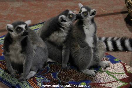 Hagenbeck Inventur 12012018 001