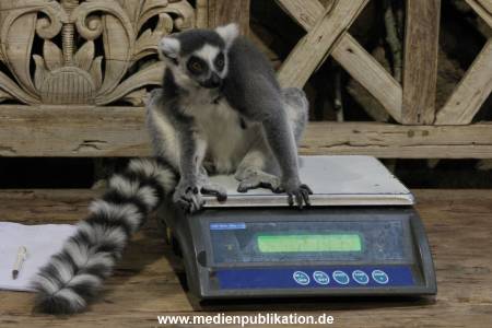 Hagenbeck Inventur 12012018 003