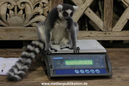 Hagenbeck Inventur 12012018 004
