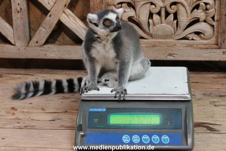 Hagenbeck Inventur 29122015 001