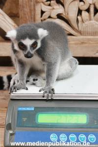 Hagenbeck Inventur 29122015 002