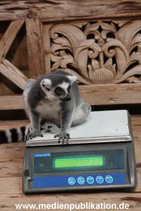 Hagenbeck Inventur 29122015 003