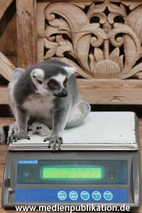 Hagenbeck Inventur 29122015 005