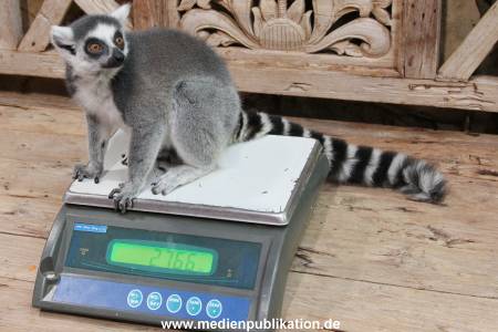Hagenbeck Inventur 29122015 026