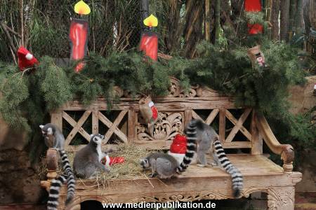 Hagenbeck Nikolus 04122015 001