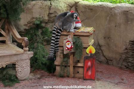 Hagenbeck Nikolus 04122015 003