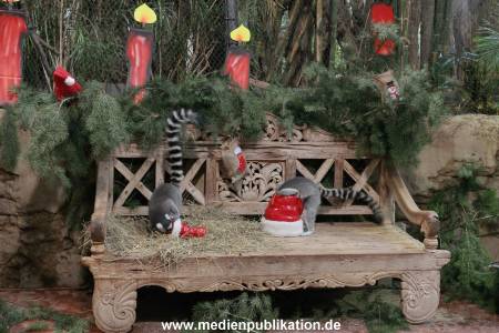 Hagenbeck Nikolus 04122015 004