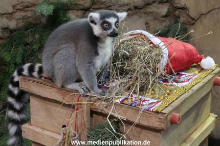 Hagenbeck Nikolus 04122015 017